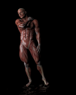 Anatomie humaine musculaire pour illustrer les traitements musculaires offerts par l'ostéopathie