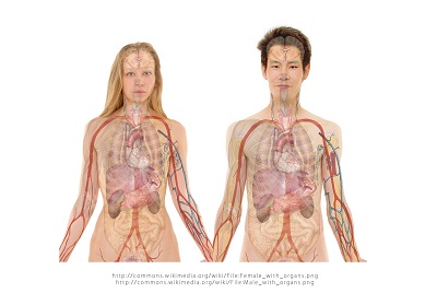 Anatomie humaine montrant veines et artères